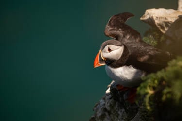 Bird photography by Ricci Chera for Nikon Magazine's Tried and Tested series. These photos were taken using the new NIKKOR Z 180-600mm f/5.6-6.3 VR